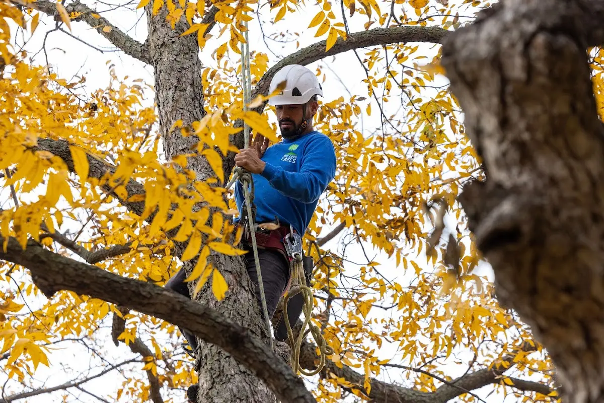Skilled Tree Planing crew working in Texas City